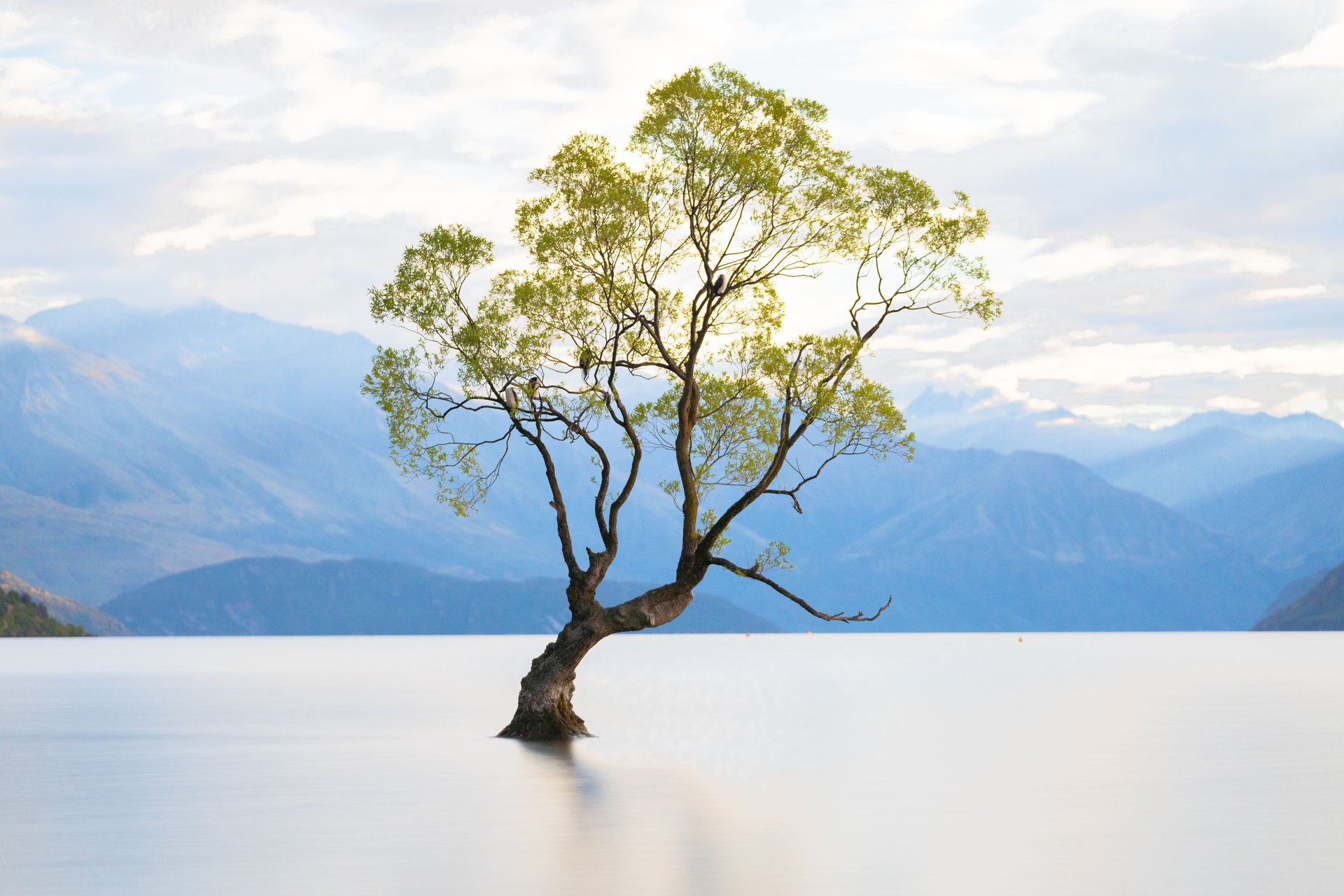 That Wanaka Tree